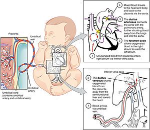 pfo 2916_Fetal_Circulatory_System-02